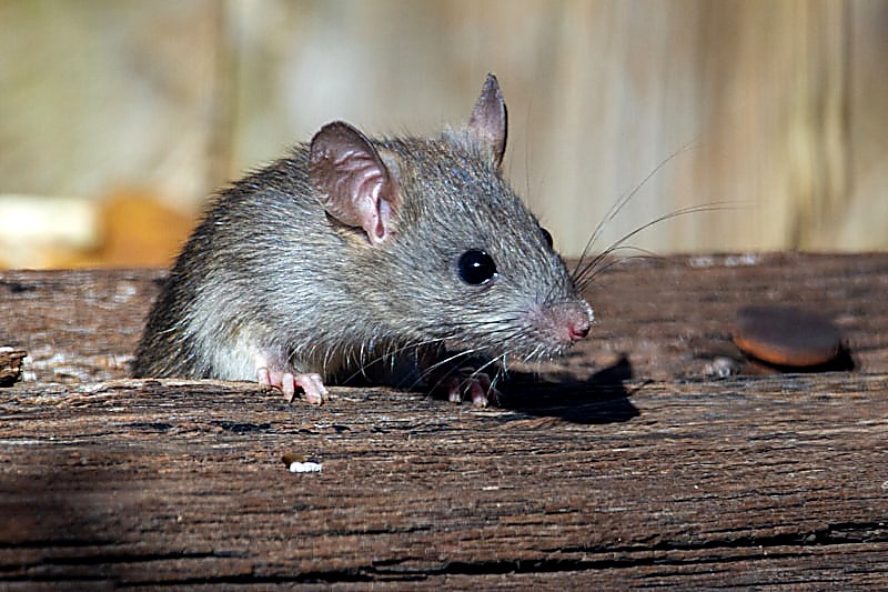 Rat langs een muur